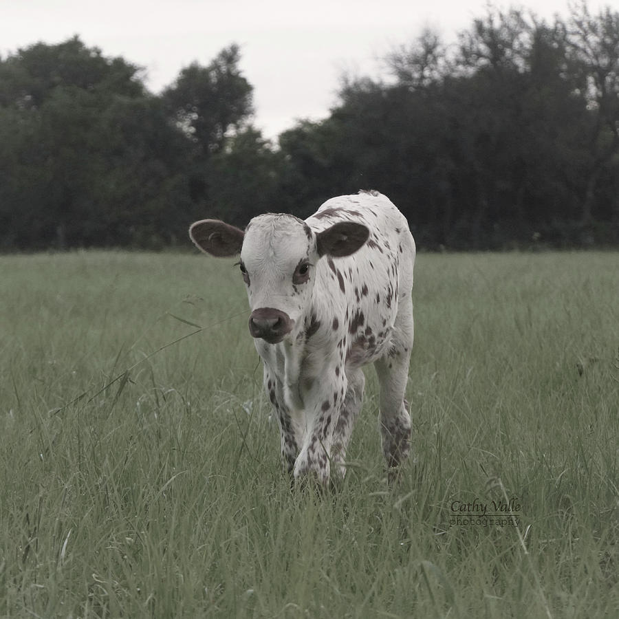 Texas longhorn calf Photograph by Cathy Valle