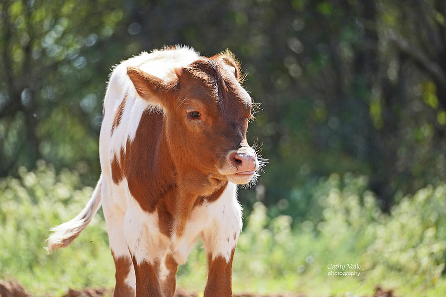 Texas longhorn calf, Lilly Photograph by Cathy Valle