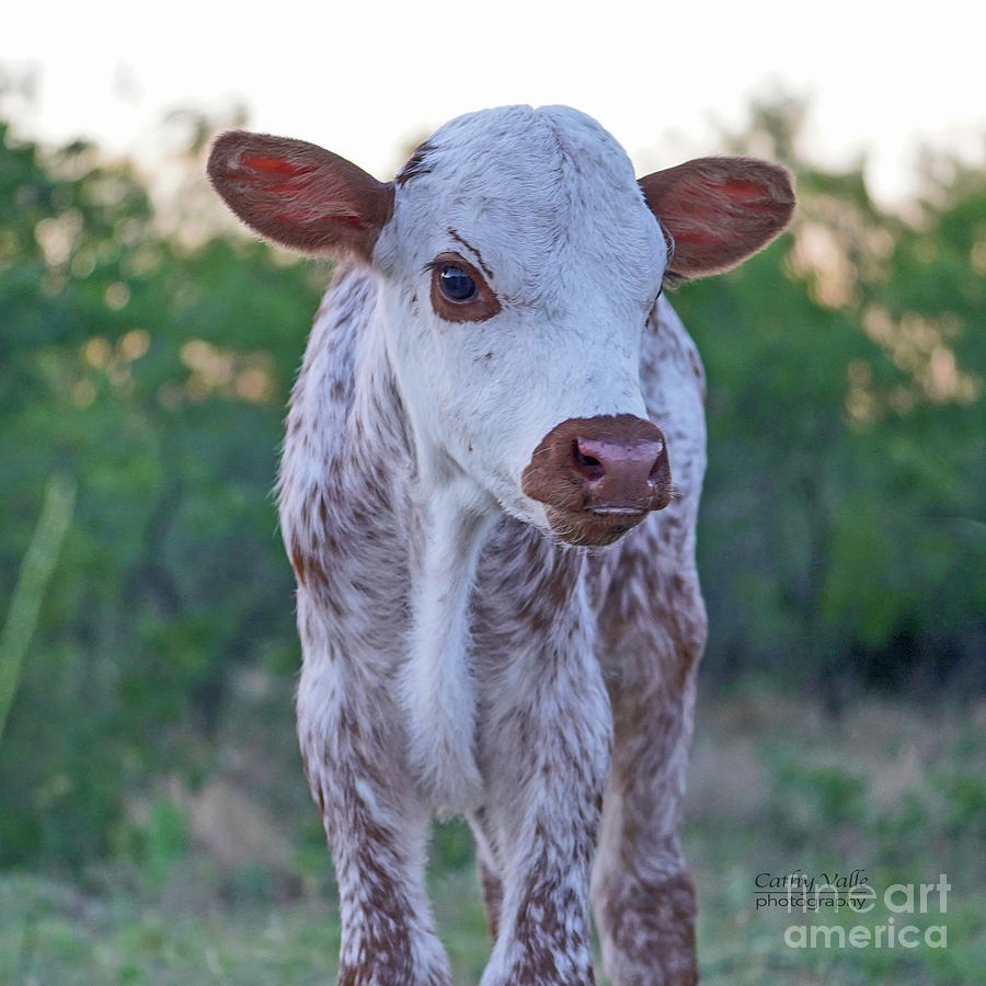 Texas longhorn calf print Photograph by Cathy Valle