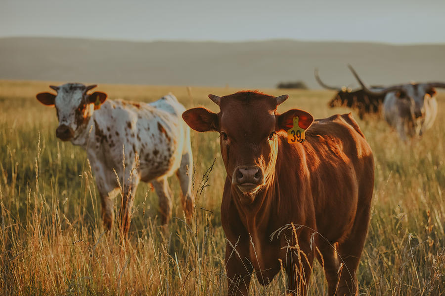 Texas Longhorn Calves Photograph By Riley Bradford