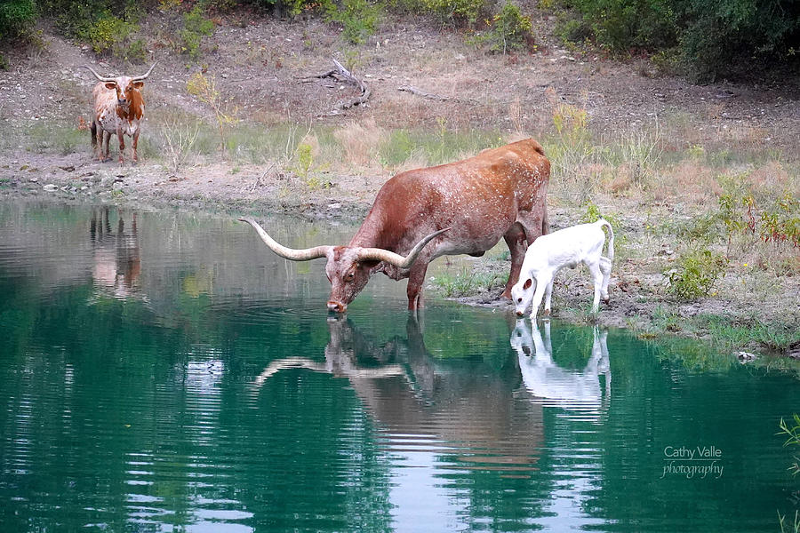 Texas longhorn cattle Photograph by Cathy Valle