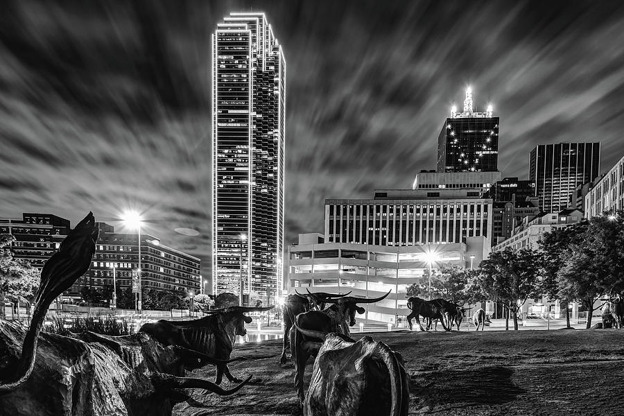 Texas Longhorn Cattle Drive To the Dallas Skyline - Black and White Photograph by Gregory Ballos