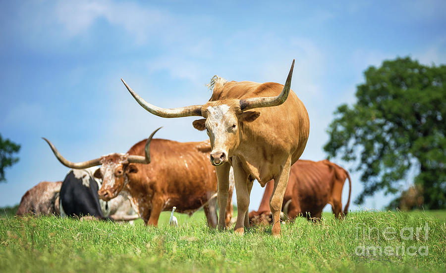 Texas Longhorn Cattle Grazing On Spring Pasture Photograph By Leena Robinson Fine Art America