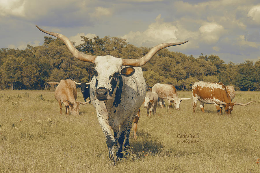 Texas longhorn cattle herd in Texas Photograph by Cathy Valle