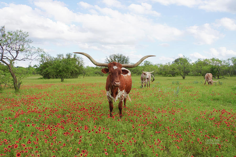 Texas longhorn cattle in a field of Texas wildflowers Photograph by Cathy Valle