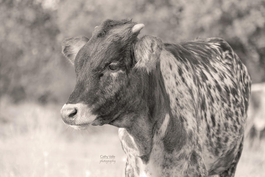 Texas longhorn cattle print  200 Photograph by Cathy Valle