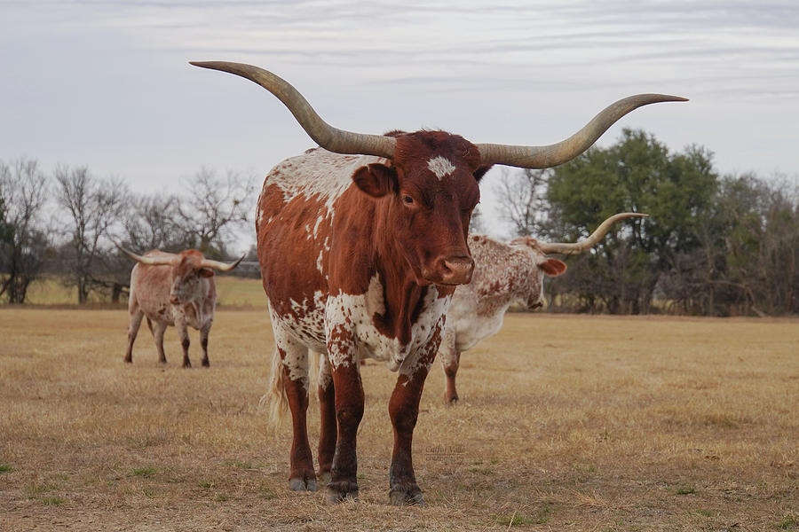Texas longhorn cattle print - 3 beauties Photograph by Cathy Valle