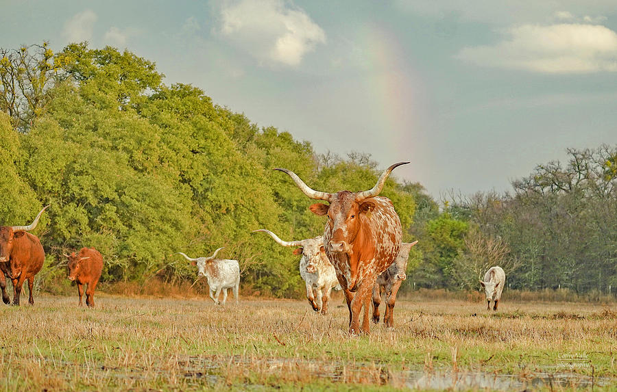Texas longhorn cattle under a rainblow Photograph by Cathy Valle