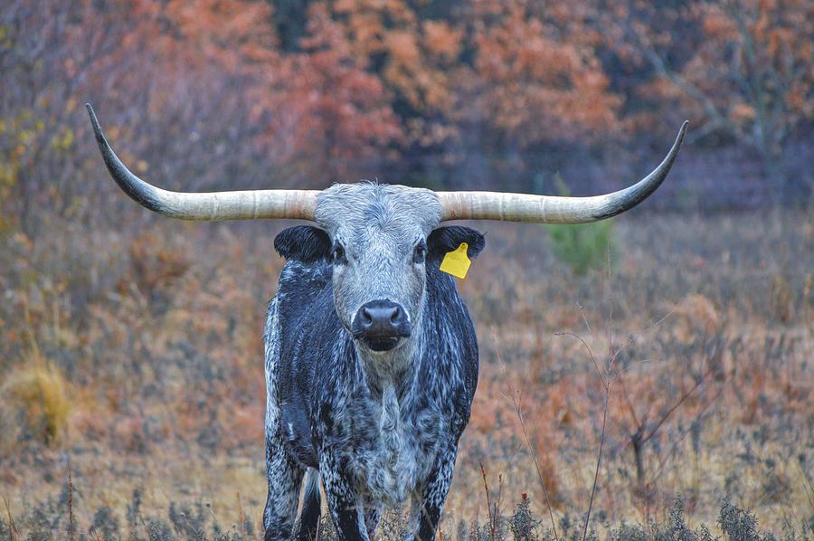 Texas Longhorn Close Up Shades of Gray Photograph by Gaby Ethington