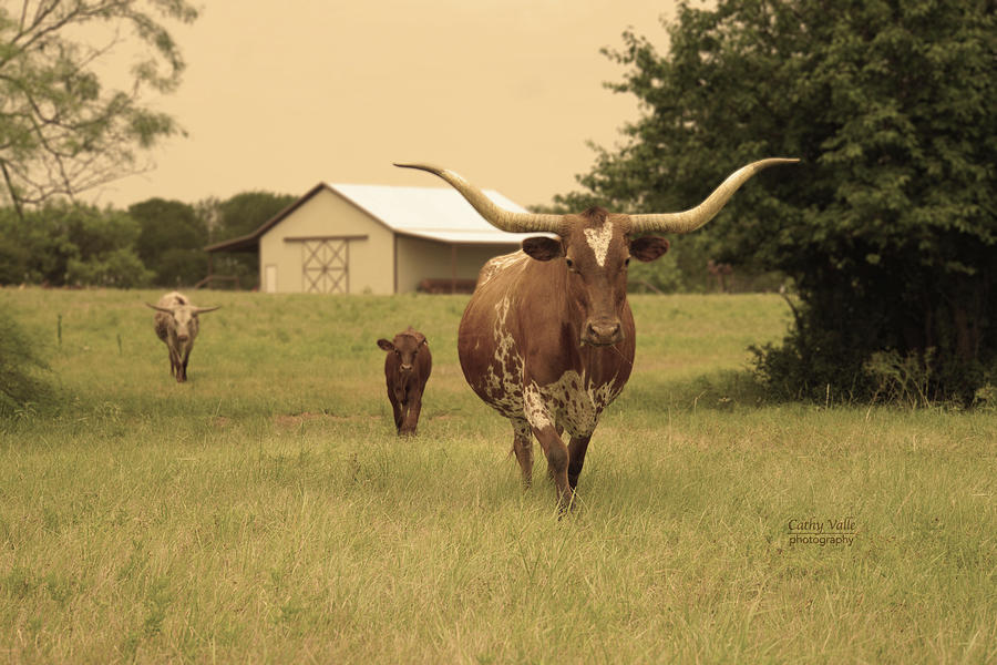 Texas longhorn cow and calf Photograph by Cathy Valle