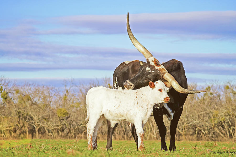 Texas longhorn cow and calf under a big blue Texas sky Photograph by Cathy Valle