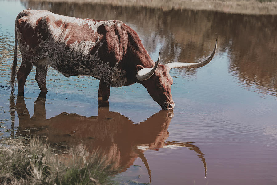 Texas longhorn cow drinking creekside Photograph by Cathy Valle