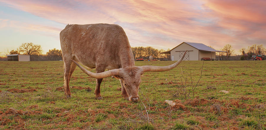 Texas longhorn cow Dusty at Sunset Photograph by Cathy Valle