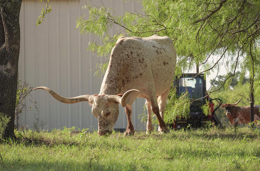 Texas longhorn cow in front of barn Photograph by Cathy Valle