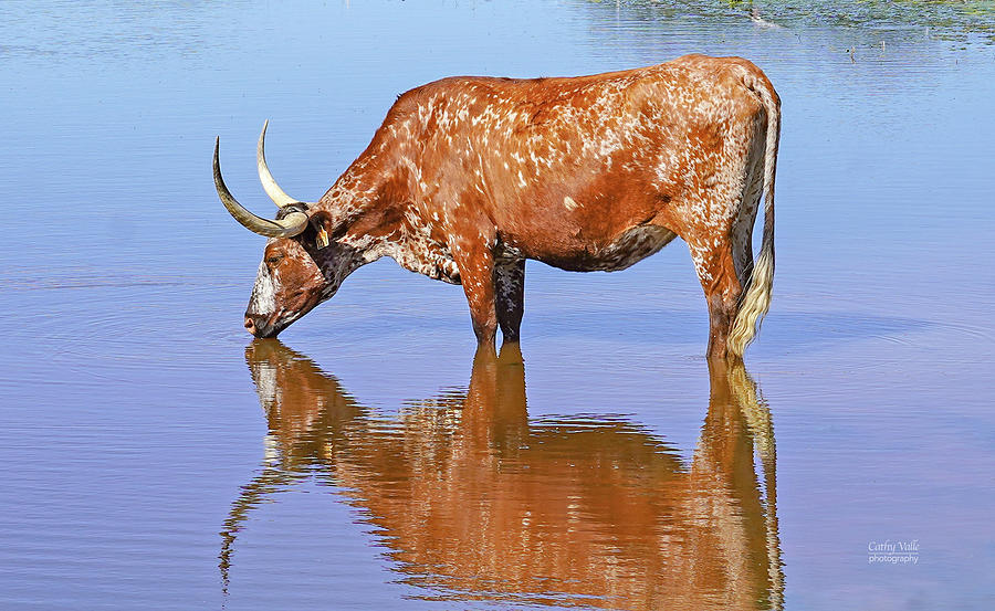 Texas longhorn cow in Texas Photograph by Cathy Valle