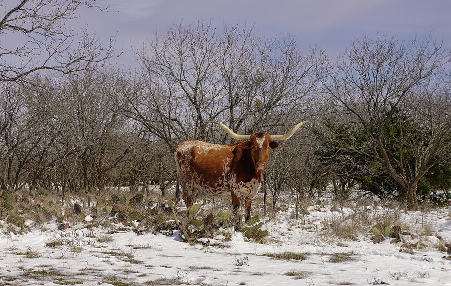 Texas longhorn cow in the snow Photograph by Cathy Valle