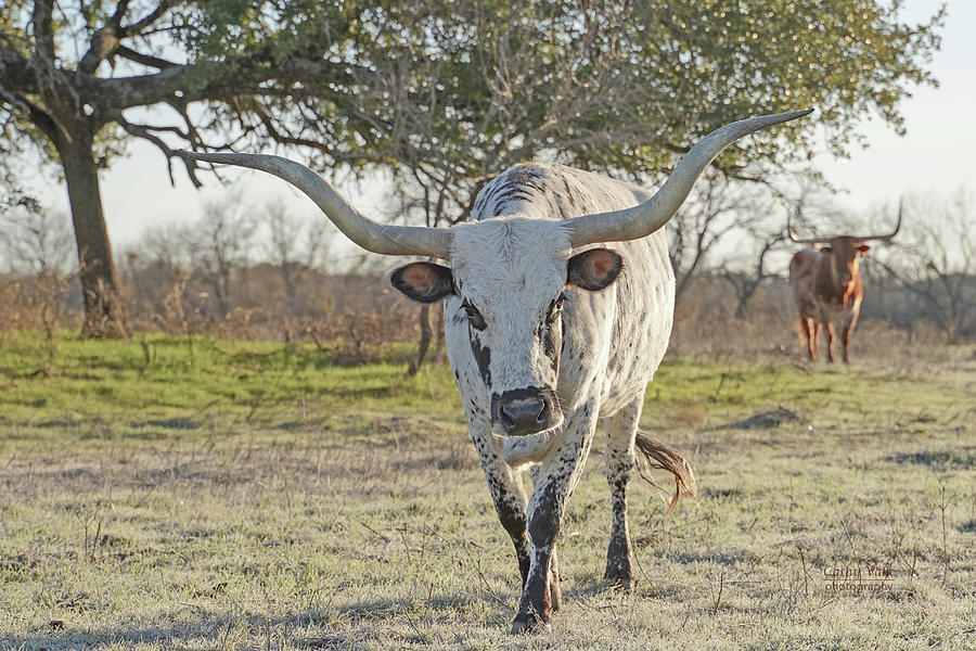 Texas longhorn cow Jasmine Blossom Photograph by Cathy Valle