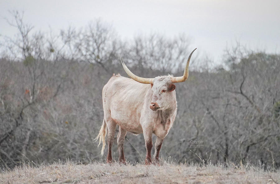 Texas Longhorn Cow on a misty day Photograph by Cathy Valle