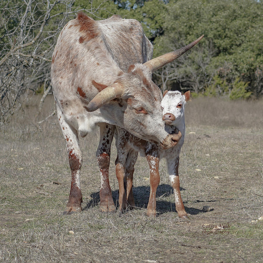 Texas longhorn cow Rosie with her calf Photograph by Cathy Valle