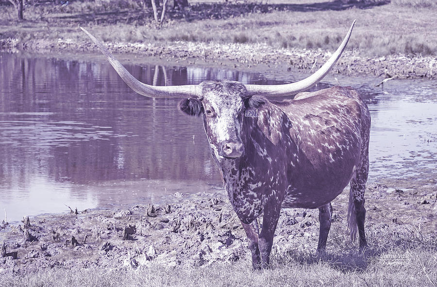 Texas longhorn cow - SIA Photograph by Cathy Valle