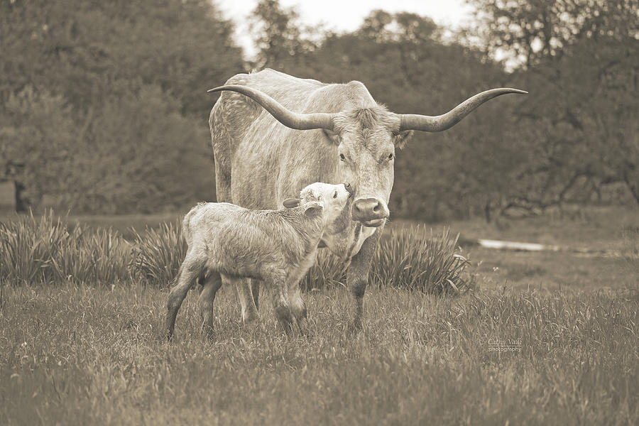 Texas longhorn cow Snowflake and her calf, in sepia Photograph by Cathy Valle