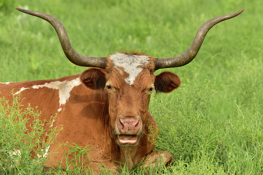 Texas Longhorn Cow - You Lookin At Me 2 Photograph by Cindy McIntyre