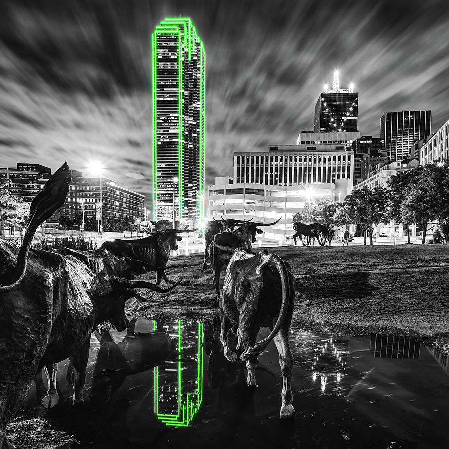 Texas Longhorn Crossing And Dallas City Skyline - Selective Color 1x1 Photograph by Gregory Ballos