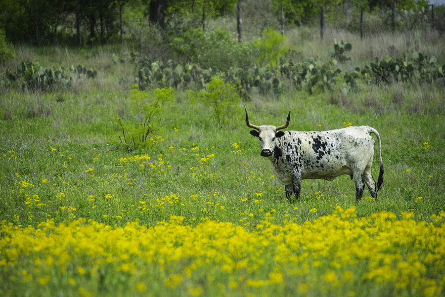 Texas longhorn Photograph by Donovan Reese