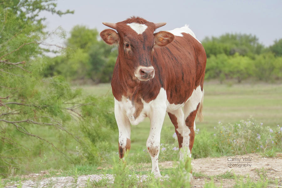 Texas longhorn heifer in Texas Photograph by Cathy Valle