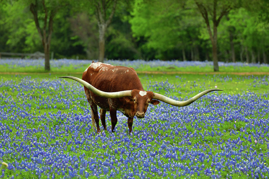 Texas Longhorn Bluebonnets 1 Photograph by Dean Hueber | Fine Art America