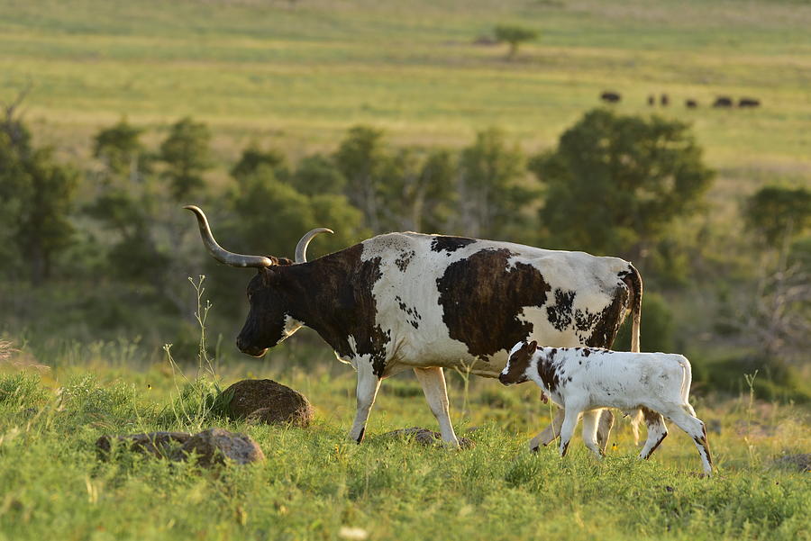 Texas Longhorn Mom and Calves Photograph by Cindy McIntyre