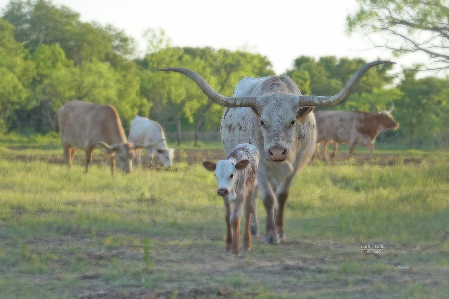 Texas longhorn mother and child Photograph by Cathy Valle