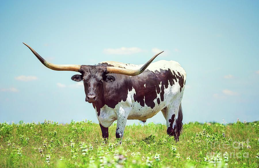 Texas longhorn on the spring pasture Photograph by Leena Robinson