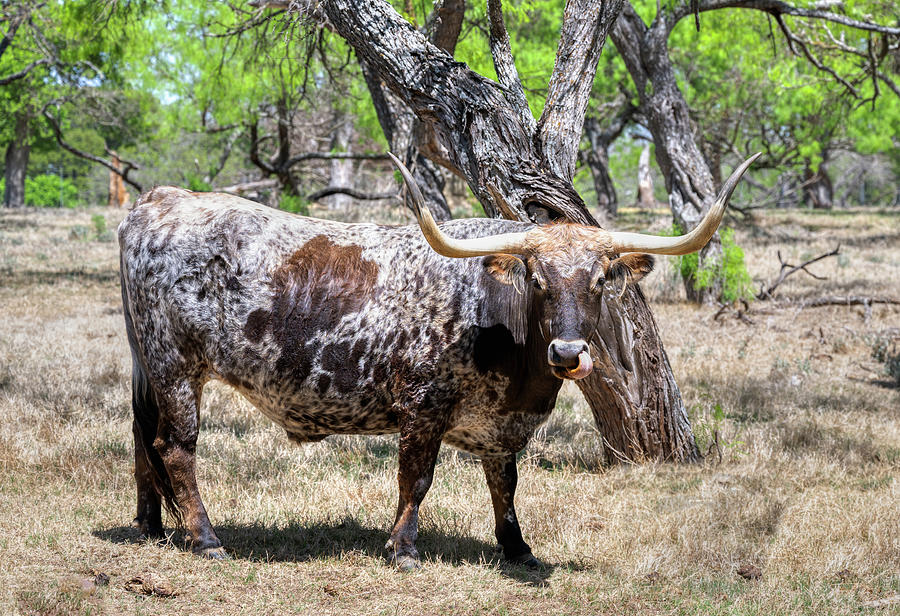 Nature Photograph - Texas Longhorn by Paul Freidlund