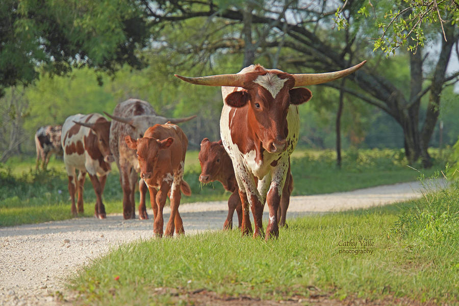 Texas longhorn print combo - 1 - Jewels Photograph by Cathy Valle