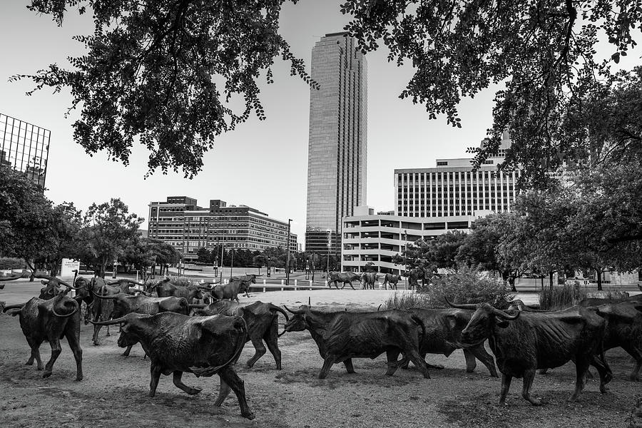 Texas Longhorn Stampede In Black and White - Dallas Sculptures Photograph by Gregory Ballos