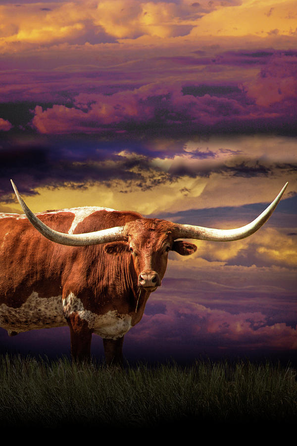 Texas Longhorn Steer at Sunset Vertical Format  Photograph by Randall Nyhof