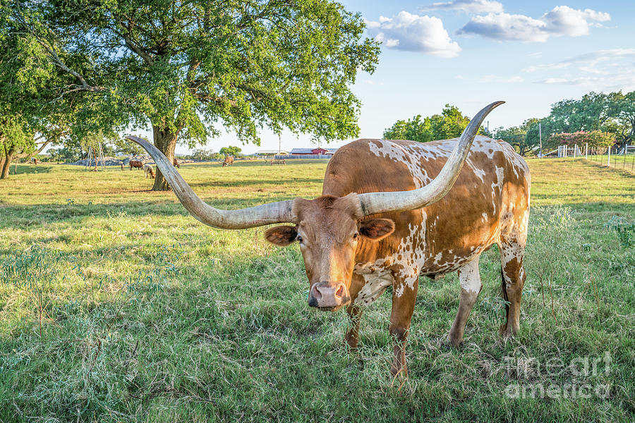 Texas Longhorn Bull, Driftwood Texas Stock Image Image Of Bull