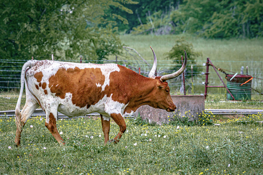 Texas Longhorn Steer Photograph by Linda Unger