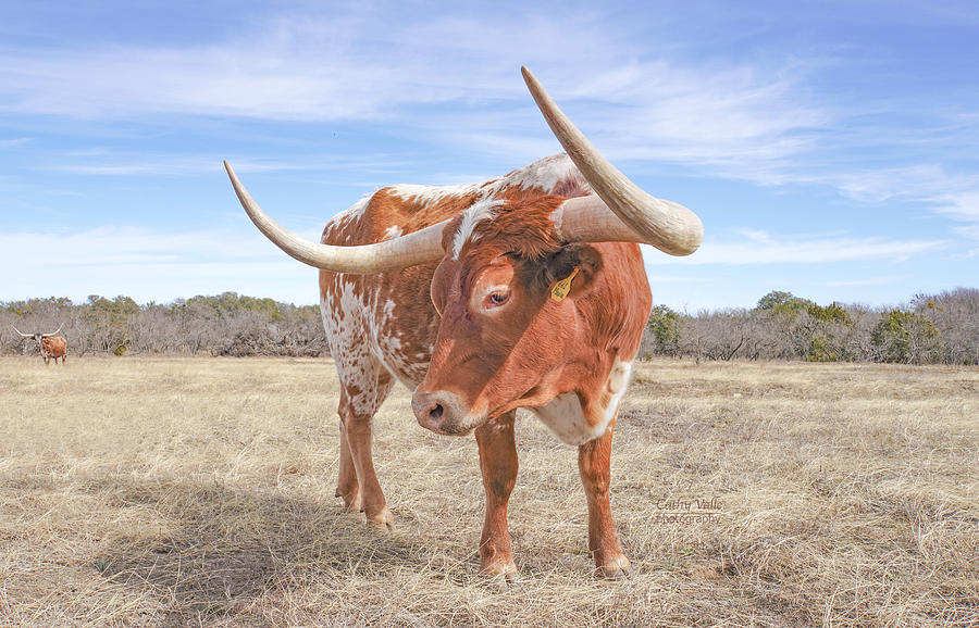 Texas Longhorn Steer - Maxie Photograph by Cathy Valle