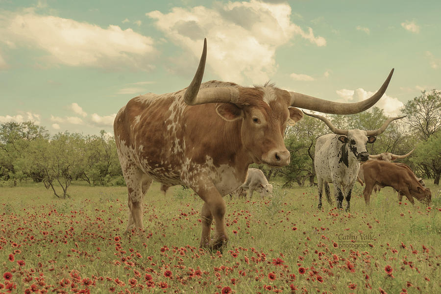 Texas longhorn steer Maxie Moo in the wildflowers Photograph by Cathy Valle