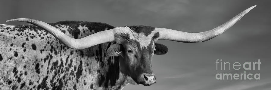 Texas Longhorn Steer Pano BW Photograph by Bee Creek Photography - Tod and Cynthia