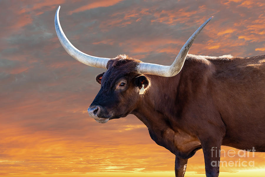 Texas Longhorn Steer Sunset Photograph by Bee Creek Photography - Tod ...