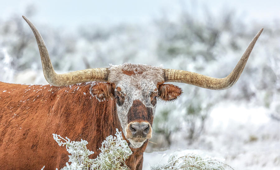 Texas Longhorn - Winter Portrait Photograph by Stephen Stookey