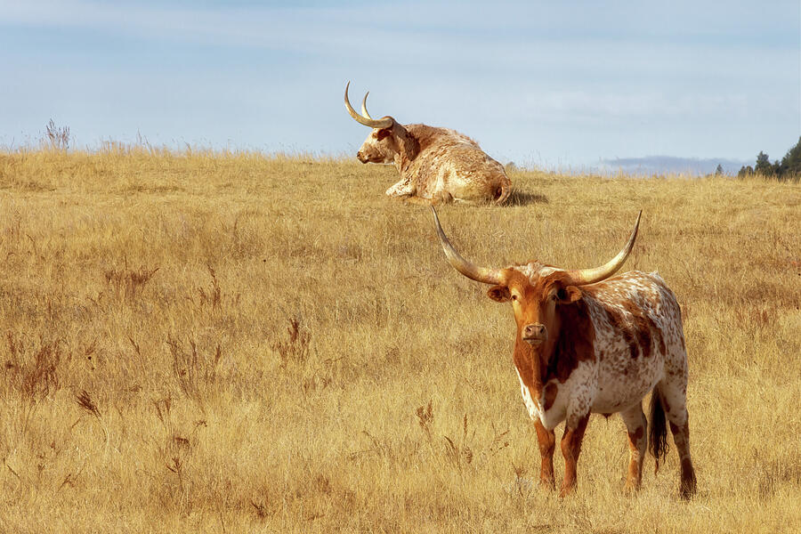 Texas Longhorn - Wyoming Photograph by Susan Rissi Tregoning