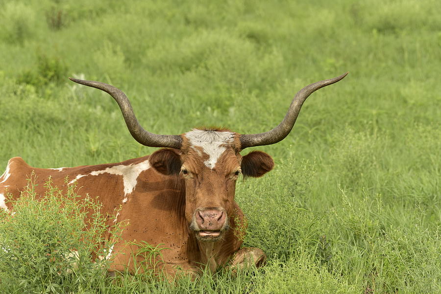 Texas Longhorn-You Lookin At Me 1 Photograph by Cindy McIntyre