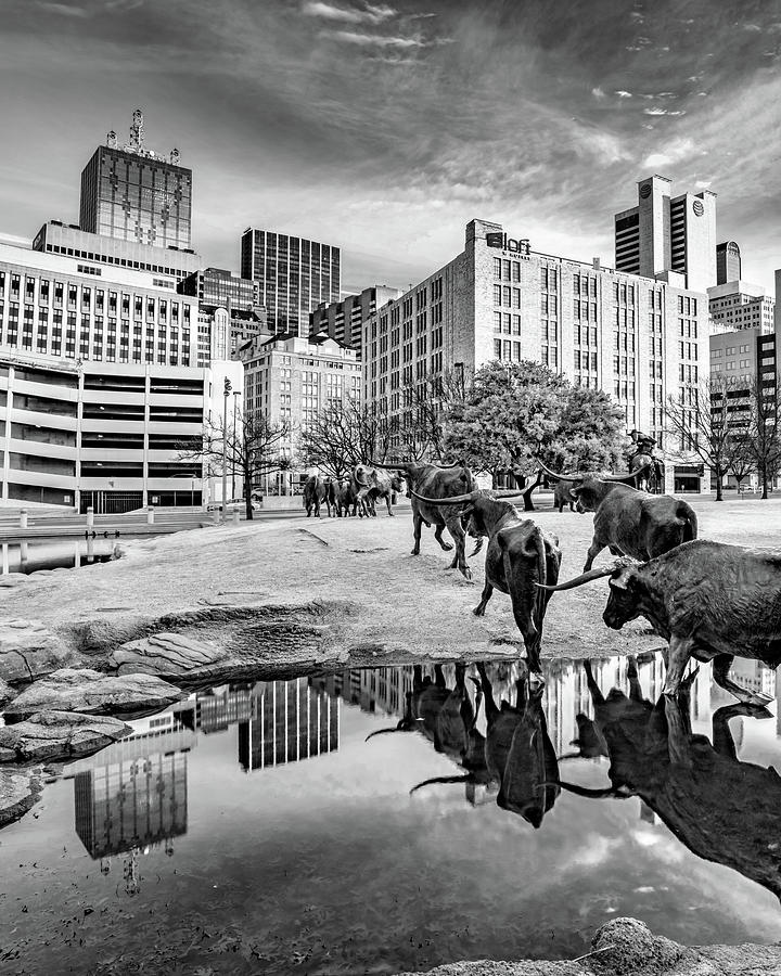 Texas Longhorns Cattle Drive And Dallas City Reflections - Black and White Photograph by Gregory Ballos