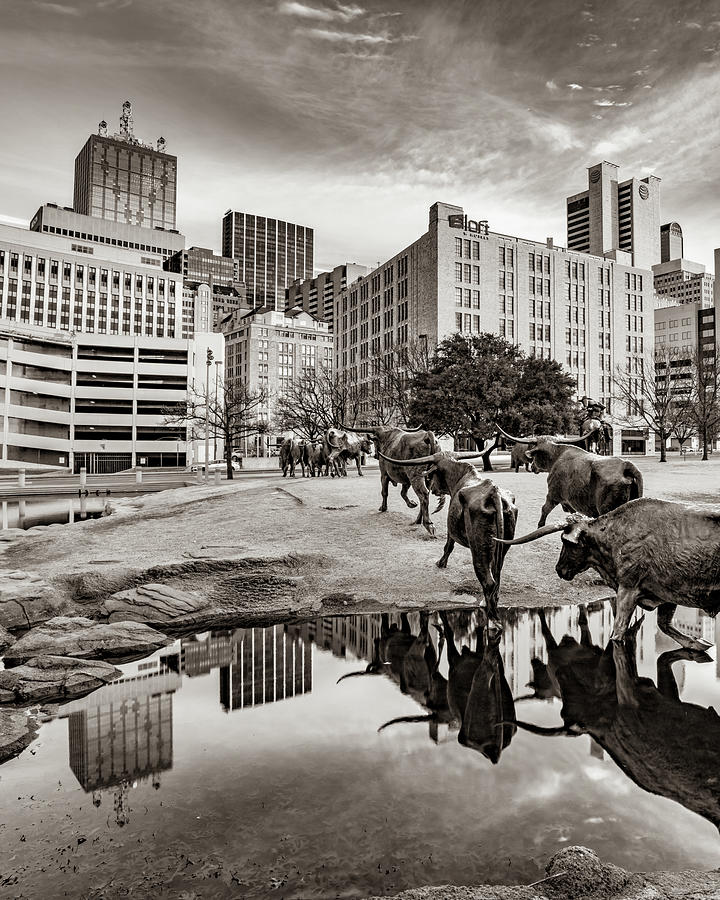 Texas Longhorns Cattle Drive And Dallas City Reflections In Sepia Photograph by Gregory Ballos