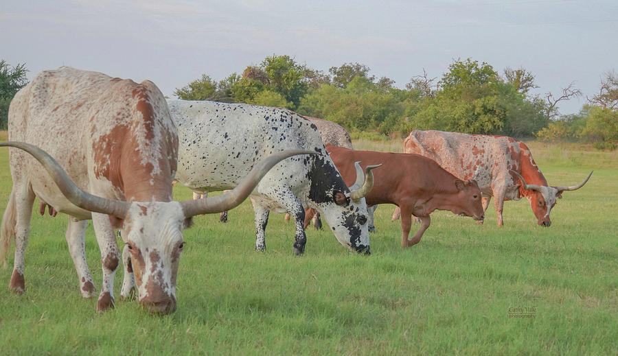 Texas longhorns grazing in Texas Photograph by Cathy Valle