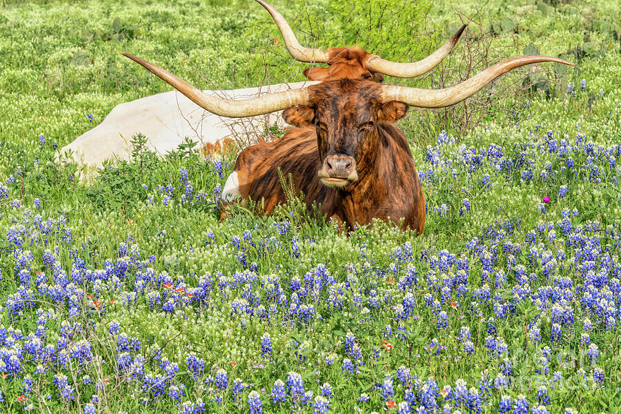 Texas Longhorns in Bluebonnet Wildflowers Photograph by Bee Creek ...